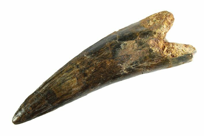 Bargain, Real Fossil Spinosaurus Tooth - Huge Dinosaur Tooth #346757